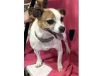 Adopt Lily Mae a White - with Brown or Chocolate Jack Russell Terrier dog in