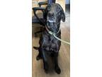 Adopt Max a Labrador Retriever / Mixed dog in Opelousas, LA (37671555)
