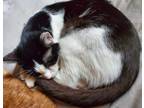 Adopt Etta Coan a Domestic Shorthair cat in Mackinaw, IL (37671543)