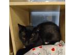 Adopt Mr Batman Quincy A All Black Domestic Shorthair / Mixed Cat In Mackinaw
