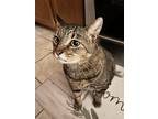 Adopt Opie A Brown Or Chocolate American Shorthair / Mixed (short Coat) Cat In
