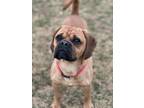 Adopt Muggie a Tan/Yellow/Fawn Beagle / Pug / Mixed dog in Chambersburg