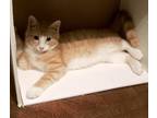 Adopt McDonald Johnson a Orange or Red Domestic Shorthair / Mixed cat in