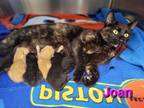 Adopt Joan a All Black Domestic Shorthair / Domestic Shorthair / Mixed cat in