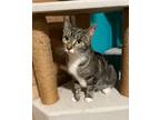 Adopt Mittens A Gray, Blue Or Silver Tabby Domestic Shorthair (short Coat) Cat