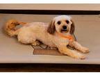 Adopt D-Toby a Shih Tzu / Poodle (Standard) / Mixed dog in Jacksonville
