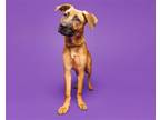 Adopt Meeka a Mixed Breed (Large) / Mixed dog in Durham, NC (37671263)