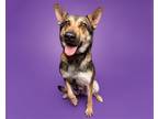 Adopt Trudy a Mixed Breed (Medium) / Mixed dog in Durham, NC (37671260)