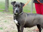 Adopt Sherry a Black - with White Pit Bull Terrier / Mixed dog in Osgood