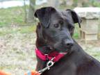 Adopt Meg a Black Pit Bull Terrier / Mixed dog in Osgood, IN (37671201)