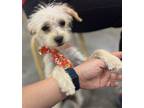 Adopt Bubbles a Tan/Yellow/Fawn Cairn Terrier / Terrier (Unknown Type