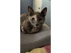 Adopt Luna A Gray, Blue Or Silver Tabby American Shorthair (short Coat) Cat In