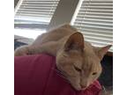 Adopt Dexter A Orange Or Red American Shorthair / Mixed (short Coat) Cat In