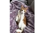 Adopt Gio a Orange or Red Tabby Calico / Mixed cat in Landing, NJ (37671122)