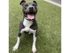 Adopt BENNY a Gray/Silver/Salt & Pepper - with Black Pit Bull Terrier / Mixed