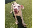 Adopt Bunny a White - with Tan, Yellow or Fawn American Pit Bull Terrier / Mixed