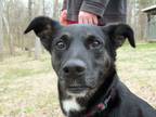 Adopt Reese a Black - with White Shepherd (Unknown Type) / Mixed dog in Osgood