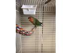 Adopt Vickie a Green Lovebird / Mixed bird in Montreal, QC (37671111)