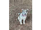 Adopt Birdie a Tan/Yellow/Fawn - with Black Husky / Mixed dog in Candler