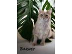 Adopt Barney (Bay Bridge #25) a Domestic Mediumhair / Mixed (short coat) cat in