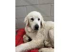 Adopt Rayna a Great Pyrenees / Mixed dog in Athens, TX (37671035)