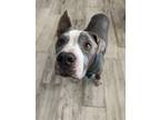 Adopt Frank a Gray/Silver/Salt & Pepper - with White American Pit Bull Terrier