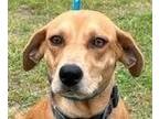 Adopt Daffodil a Tan/Yellow/Fawn Hound (Unknown Type) / Terrier (Unknown Type