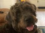 Adopt Tilly a Poodle (Miniature) / Labrador Retriever / Mixed dog in Bloomfield
