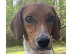 Adopt Willie a Beagle / Mixed dog in Bloomfield, CT (37670798)