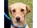 Adopt Sadie a Labrador Retriever / Terrier (Unknown Type