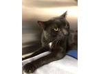 Adopt Drake A Domestic Shorthair / Mixed (short Coat) Cat In Chico