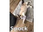 Adopt Spock A Siamese / Mixed (short Coat) Cat In Douglasville, GA (37670987)