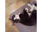 Adopt Moo a Black & White or Tuxedo Domestic Shorthair (short coat) cat in