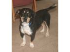 Adopt MoJo #2 a Black Dachshund / Mixed dog in Umatilla, FL (36805462)