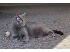 Adopt Eden II A Gray Or Blue Domestic Shorthair / Mixed Cat In Muskegon