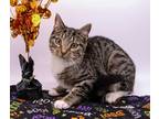 Adopt Clyde IX A Gray, Blue Or Silver Tabby Domestic Shorthair / Mixed Cat In