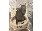 Adopt Leo a Brown or Chocolate Domestic Shorthair / Domestic Shorthair / Mixed