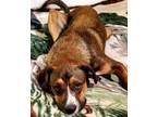 Adopt Adam a Brown/Chocolate - with Tan Boxer dog in Colorado Springs