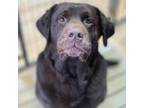 Adopt Grunt a Labrador Retriever / Mixed dog in Rocky Mount, VA (37670548)