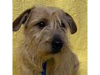 Adopt Prince a Tan/Yellow/Fawn Cairn Terrier / Mixed dog in Kokomo