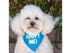 Adopt Ceppo a Poodle (Miniature) / Mixed dog in Pacific Grove, CA (37670527)