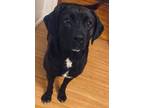 Adopt Marlee a Black Labrador Retriever / Mixed dog in Irwin, PA (37667688)