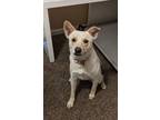 Adopt Kora a White Australian Cattle Dog / Mixed dog in Norco, CA (37670481)