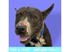 Adopt TUSC-Stray-tu8 A Black Pit Bull Terrier / Mixed Dog In Tuscaloosa