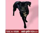 Adopt TUSC-Stray-tu1 A Black Labrador Retriever / Terrier (Unknown Type
