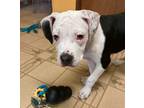 Adopt Dorothy a White American Staffordshire Terrier dog in Troy, MI (37670425)