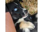 Adopt Higgins A Black Husky / Mixed Dog In Huntsville, AL (37670465)