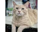 Adopt Nason A White (Mostly) Domestic Shorthair / Mixed Cat In Hemet