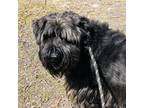 Adopt EDISON a Black Schnauzer (Standard) / Mixed dog in Pt.
