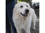 Adopt PICO a White - with Tan, Yellow or Fawn Great Pyrenees / Mixed dog in Pt.
